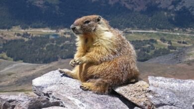 Marmots