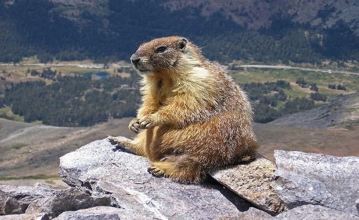 Marmots